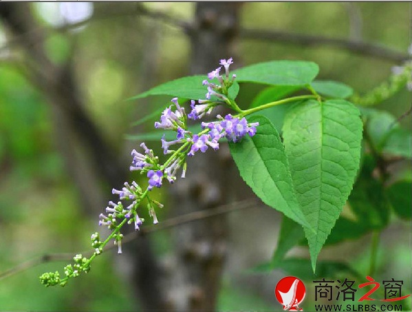 圖為金絲峽醉魚(yú)草