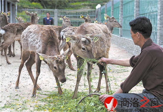 梅花鹿養(yǎng)殖