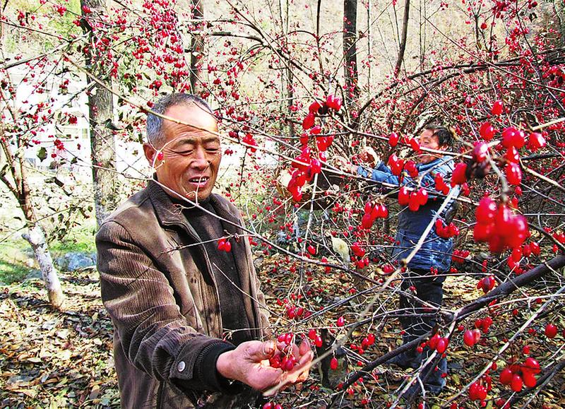 丹鳳 依托生態(tài)資源引領(lǐng)群眾早脫貧