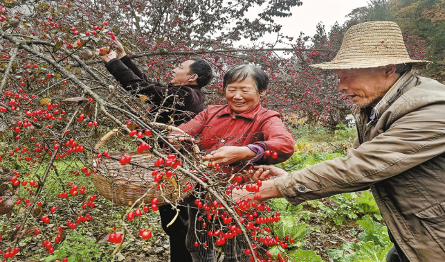 寺坪山茱萸喜獲豐收