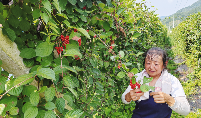 五味子紅了 錢(qián)袋子鼓了