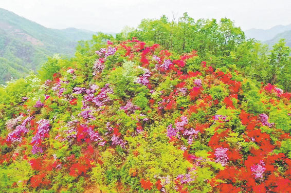 杜鵑花開映山紅