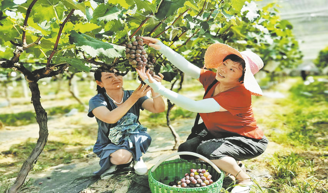 葡萄豐收香滿園