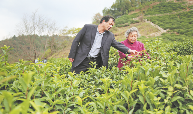 青青茶山情滿(mǎn)山