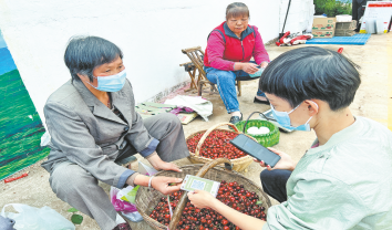 大櫻桃映紅村民幸福路