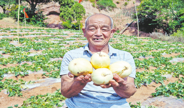 石門溝村瓜果飄香季 田園采摘忙