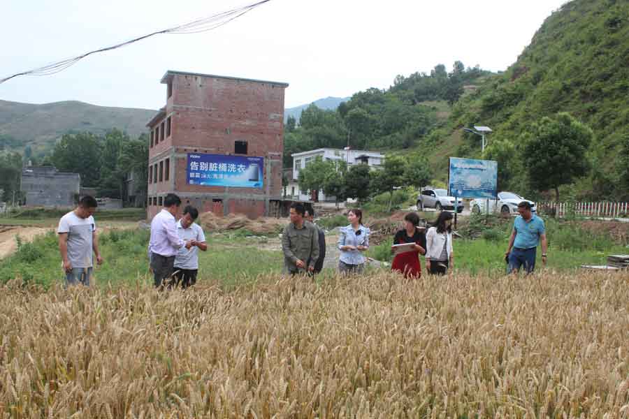 商洛市植保站檢查組來山陽檢查指導(dǎo)小麥一噴三防工作