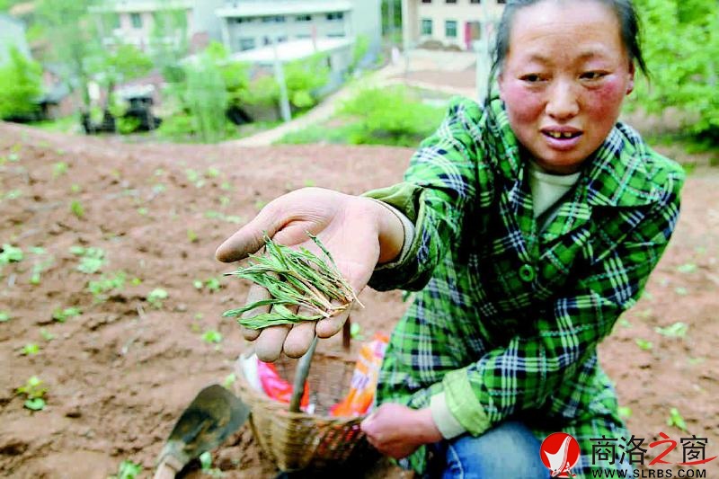 陳愛(ài)芳看著被野雞糟蹋后枯死的玉米苗心痛不已