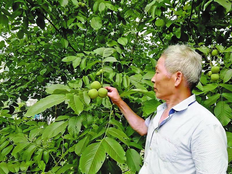 根植沃土寫春秋 一枝一葉總關(guān)情