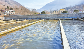 冷水魚(yú)養(yǎng)殖帶領(lǐng)村民走上致富路