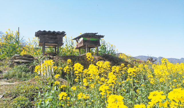 鎮(zhèn)安野生蜂蜜