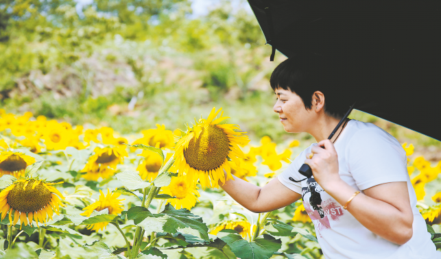 賞花羅家營(yíng)