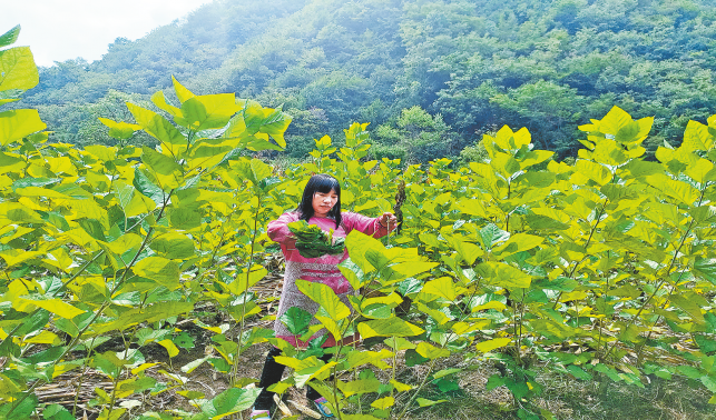 美了農(nóng)戶院落 鼓了群眾錢袋