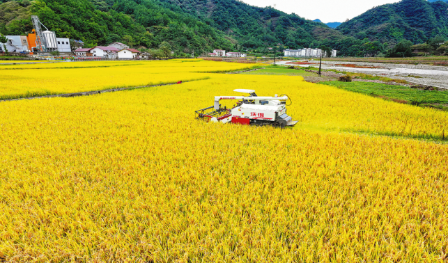 西川秋收圖