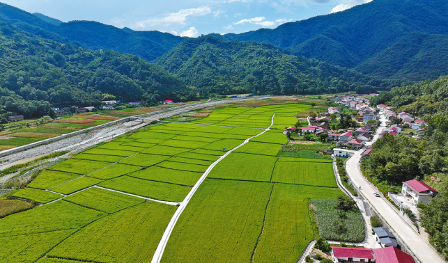 鎮(zhèn)安縣月河鎮(zhèn)西川村稻田豐收在望