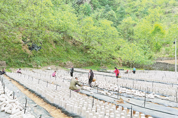 紅巖寺鎮(zhèn)木耳種植基地村民正在擺放菌包