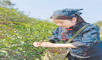 茶樹綠了青山 茶園富了百姓