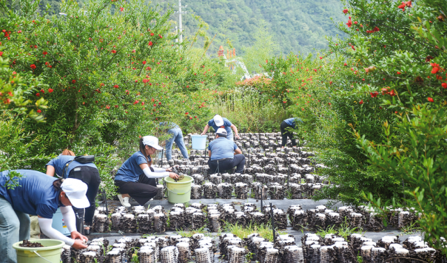 商洛市木耳吊袋采摘?jiǎng)趧?dòng)和技能大賽在柞水縣舉行