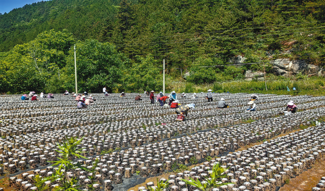 致富“菌”有道 田間采摘忙